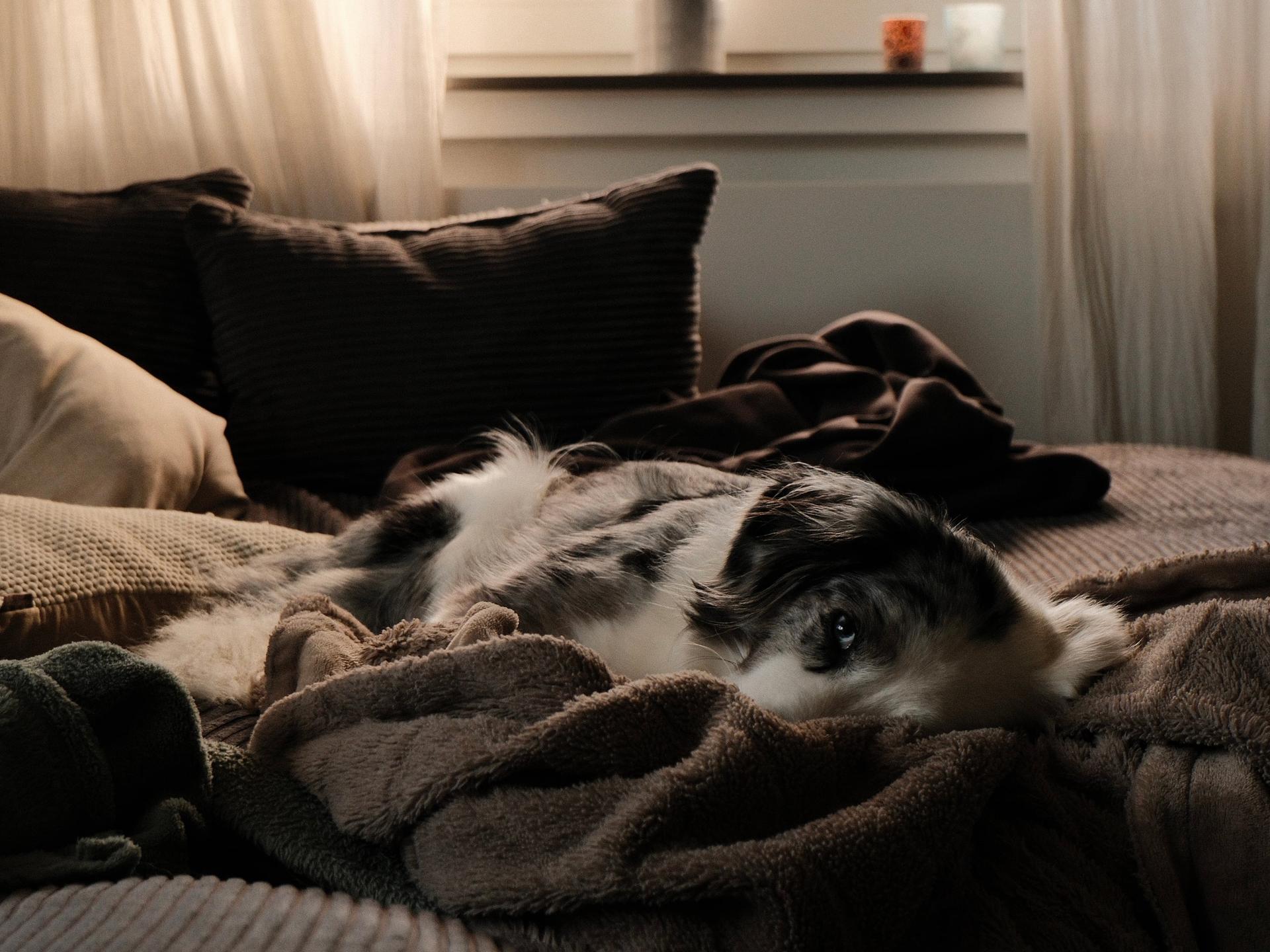 Hund bei warmen Licht schlafend auf dem Sofa