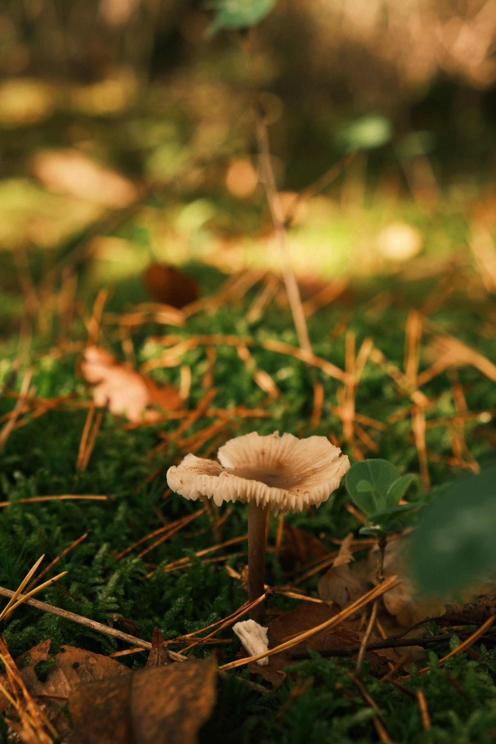 Natura — Bild 6
