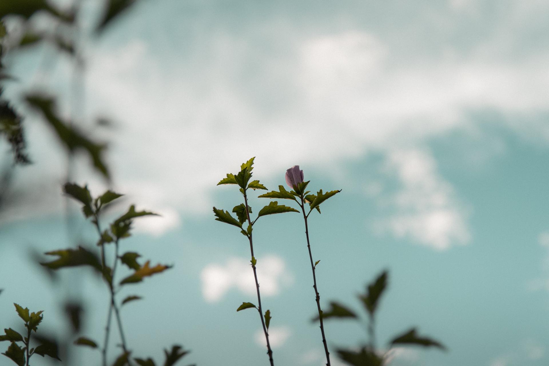 Rosige Blume mit dem Blauen Himmel während der Abenstunden